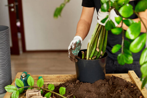 Man put soil in black pot with Zamioculcas on wooden table , transplant indoor plants, hobbies and leisure, home gardening. Zamioculcas Replanting the plant into the pot, Pot transplant