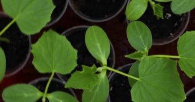 Salatalık sebze fidanlarıyla dolu kutunun en üst görüntüsü, çiftlikte çalışmak, baharda bahçede çalışmak, evde gargara yapmak, eko.