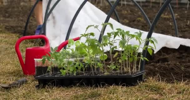 Tomaten Basilicumzaailingen Potbank Met Tuingereedschap Boerderij Werken Tuinwerkzaamheden Het Voorjaar — Stockvideo