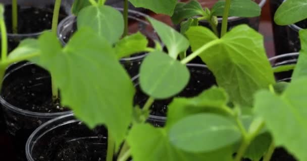 Mulher Segurando Caixa Com Mudas Vegetais Pepino Trabalhando Fazenda Trabalho — Vídeo de Stock