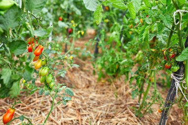 Bahçede olgun domatesler, dalda asılı taze kırmızı sebze organik sebzeler, sonbahar hasadı..