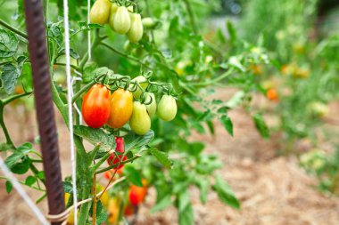 Bahçede olgun domatesler, dalda asılı taze kırmızı sebze organik sebzeler, sonbahar hasadı..