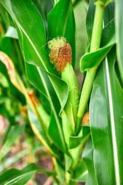 Hasat için ekin ekilen mısır tarlası, auutmn. Kapat, boşluğu kopyala.