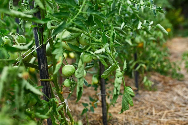 Ripe tomatoes in garden, fresh red vegetable hanging on branch organic vegetable production, autumn harvest.