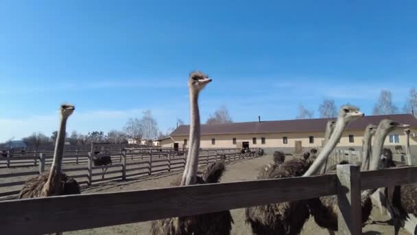 Slow Motion Big Ostriches Farm Field Wooden Fence Domestic Animals — Vídeos de Stock