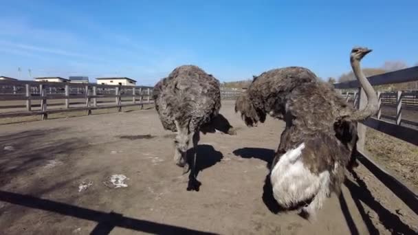 Zeitlupe Große Strauße Auf Dem Feld Hinter Einem Holzzaun Haustiere — Stockvideo