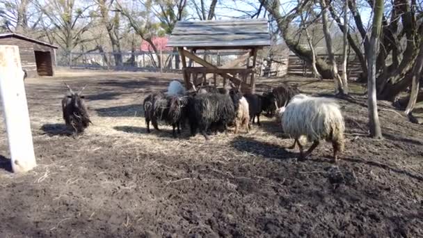 Movimento lento de cabra encaracolada em uma fazenda aberta, uma caneta com cabras, alimentação — Vídeo de Stock