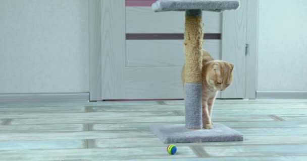 斑斑红头发的猫站在抓子上 看着家里有一双惊慌失措的眼睛 — 图库视频影像