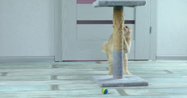 Tabby Redhead Cat Playing Scratching Post Living Room Home — Vídeo de stock