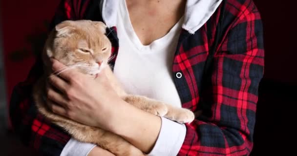 Mano Mujer Acariciando Gato Rojo Feliz Acurrucándose Casa Animal Doméstico — Vídeos de Stock