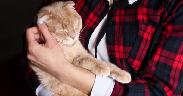 Mano Mujer Acariciando Gato Rojo Feliz Acurrucándose Casa Animal Doméstico — Vídeos de Stock