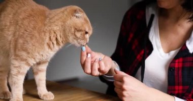 Evcil hayvan sahibi kadın kediyi kuru gıda tanecikleriyle besliyor. Avuç içinden, evinde, tecrit sırasında yaşam tarzıyla..