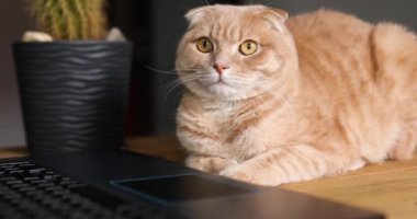 Ev işyerindeki masa başında dizüstü bilgisayar, defter, uzaktan çalışma sırasında ev işi yapan komik bir kedi..