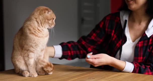 Wanita Membelai Kucing Merah Yang Bahagia Duduk Atas Meja Berpelukan — Stok Video