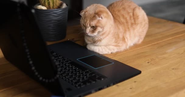 Rolig Lekfull Katt Ligger Kontoret Skrivbord Hemma Arbetsplats Nära Bärbar — Stockvideo