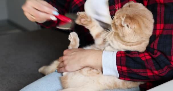 Kvinna Hålla Och Försöka Kamma Päls Brittiska Lekfull Rödhårig Katt — Stockvideo