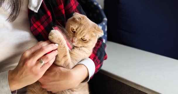 Wanita Memegang Dan Mencoba Untuk Menyisir Bulu Kucing Merah Inggris — Stok Video