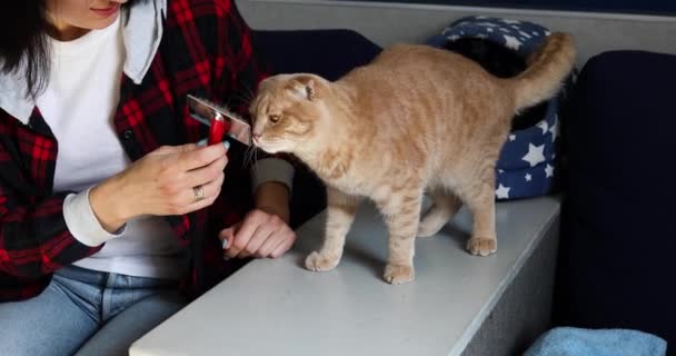 Woman Hold Try Combs Fur British Playful Redhead Cat Female — Stock Video