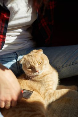 Kadın İngiliz kızıl kedisini tutuyor ve tüylerini tarıyor. Dişi, evcil hayvanla ilgileniyor. Güneş ışığıyla, sert ışıkla..