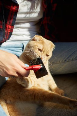 Kadın İngiliz kızıl kedisini tutuyor ve tüylerini tarıyor. Dişi, evcil hayvanla ilgileniyor. Güneş ışığıyla, sert ışıkla..