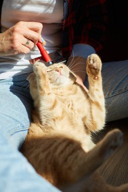 Kadın İngiliz kızıl kedisini tutuyor ve tüylerini tarıyor. Dişi, evcil hayvanla ilgileniyor. Güneş ışığıyla, sert ışıkla..
