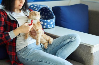 Kadın İngiliz kızıl kedisini tutuyor ve tüylerini tarıyor. Dişi, evcil hayvanla gündüz vakti ilgileniyor..