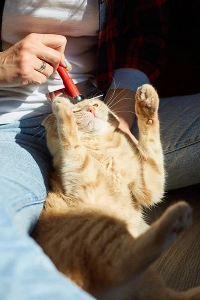Kadın İngiliz kızıl kedisini tutuyor ve tüylerini tarıyor. Dişi, evcil hayvanla ilgileniyor. Güneş ışığıyla, sert ışıkla..
