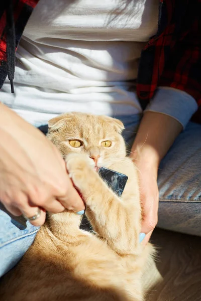 Mujer Sostiene Gato Pelirrojo Británico Peina Piel Hembra Cuida Del —  Fotos de Stock