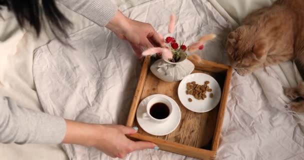 女人坐在床上喝咖啡，早上阳光下喂猫 — 图库视频影像