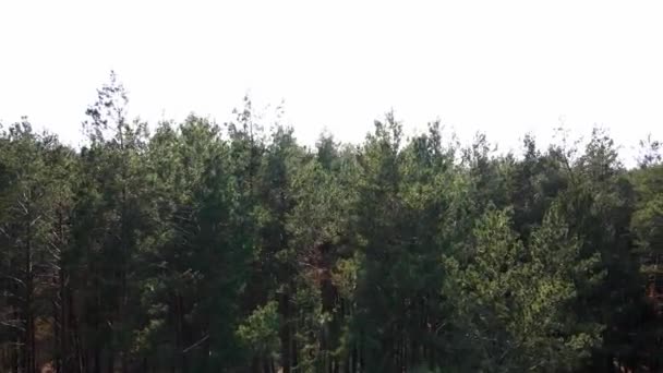 Drohnenflug Blick Sonnigen Morgen Kiefernwald Bewegt Sich Tief Zwischen Bäumen — Stockvideo