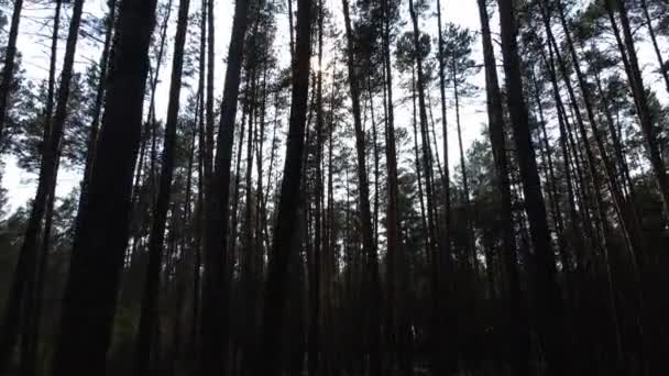 无人机在松树林中阳光明媚的早晨 低低地穿梭于树木之间 阳光明媚 美丽的林地 — 图库视频影像
