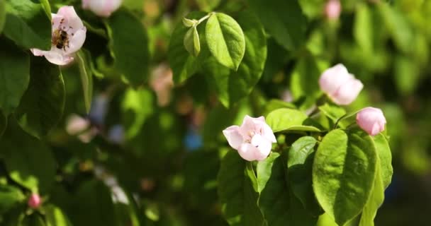 Ape raccolta polline da fiori albero di mele cotogne, albero di fiori primaverili fiorito — Video Stock