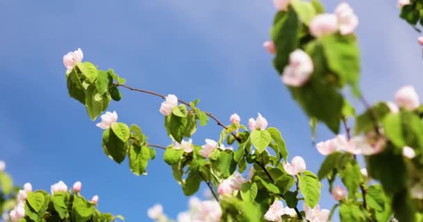 Quince flor de primavera árbol floreció, en flor en el cielo azul backgrond — Vídeo de stock