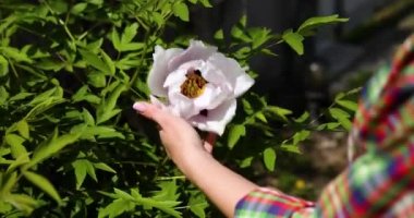 Yeşil çalı ağacında duran genç bir dişi şakayık ve açık havada çiçek kokusu.