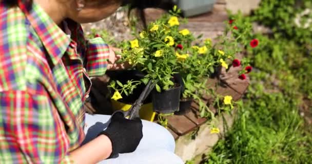 꽃 이 만 발 한 화분에 심을 페튜니아 식물을 준비하는 여성 원예가들의 손 — 비디오