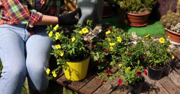 Γυναικείο πότισμα λουλούδια πετούνια στον καλοκαιρινό κήπο στο σπίτι — Αρχείο Βίντεο