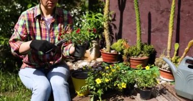 Kadın bahçıvanların elleri petunya bitkilerini çiçekli saksılara ekmeye hazırlanıyor.