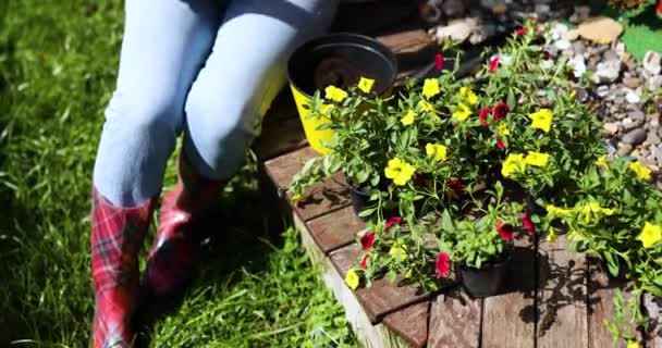 Pekebun perempuan tangan mempersiapkan tanaman petunia untuk ditanam ke dalam pot bunga — Stok Video