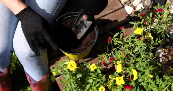 Vrouw hand planten bloemen petunia in de zomertuin thuis — Stockvideo