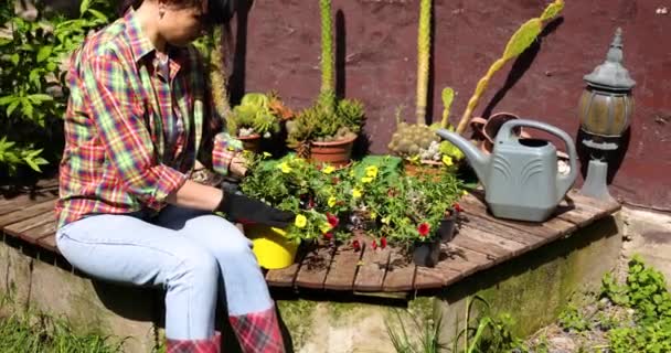 Mulher mão plantando flores petúnia no jardim de verão em casa — Vídeo de Stock