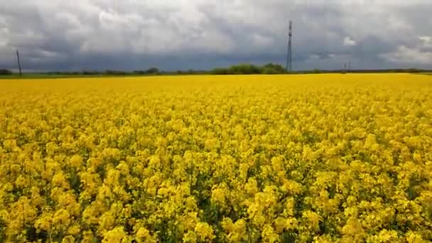 Vue aérienne d'un champ de fleurs de colza de printemps depuis un drone d'une culture de canola qui passe.