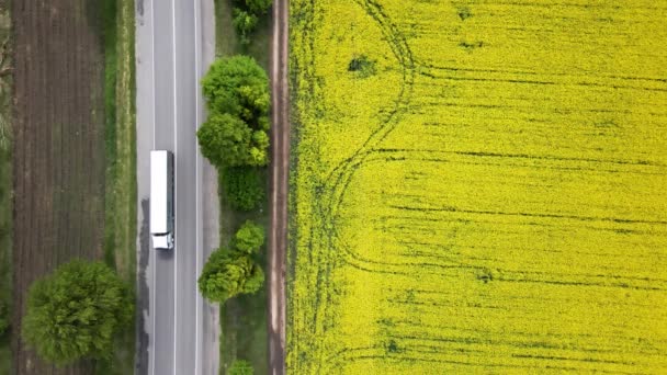 Vista Pájaro Desde Dron Cultivo Canola Que Pasa Vista Aérea — Vídeos de Stock