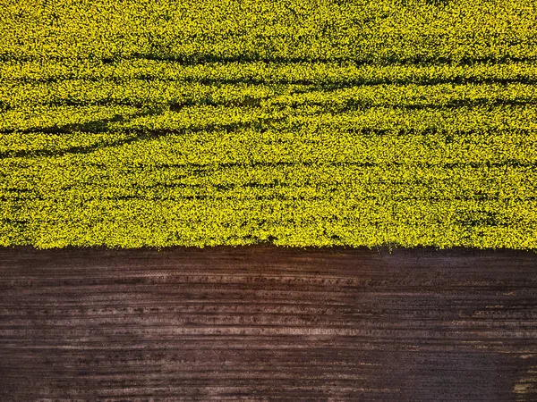 Vue Aérienne Champ Fleurs Colza Printemps Depuis Drone Une Culture — Photo