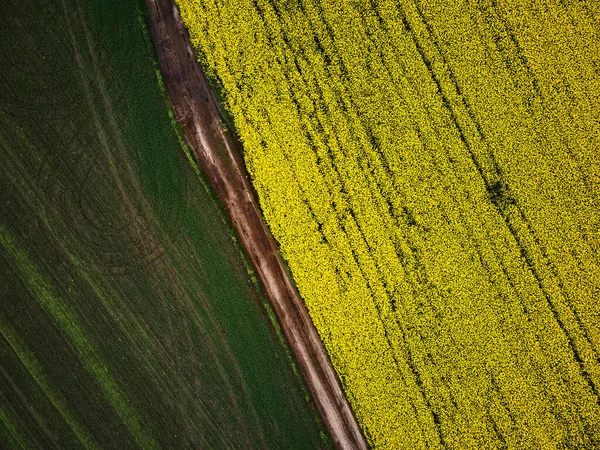 Vue Aérienne Champ Fleurs Colza Printemps Depuis Drone Une Culture — Photo