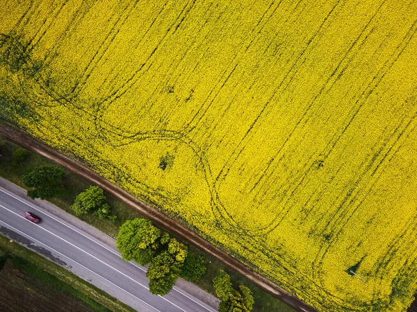 春の菜の花畑の空中ビューを車で道路 通過する菜の花のドローンから鳥の目のビュー — ストック写真