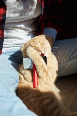 Kadın İngiliz kızıl kedisini tutuyor ve tüylerini tarıyor. Dişi, evcil hayvanla ilgileniyor. Güneş ışığıyla, sert ışıkla..