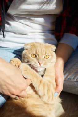 Kadın İngiliz kızıl kedisini tutuyor ve tüylerini tarıyor. Dişi, evcil hayvanla ilgileniyor. Güneş ışığıyla, sert ışıkla..