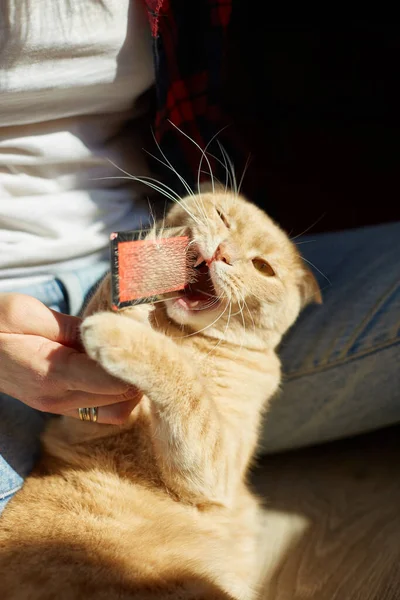 Kadın İngiliz kızıl kedisini tutuyor ve tüylerini tarıyor. Dişi, evcil hayvanla ilgileniyor. Güneş ışığıyla, sert ışıkla..