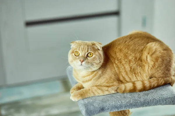 Entediado Bonito Britânico Gato Deitado Cima Gato Scratcher Casa Sala — Fotografia de Stock