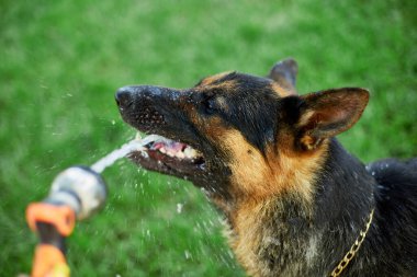Ateşli bir yaz günü bahçedeki bahçe hortumundan su yakalamaya çalışan Alman kurdu.